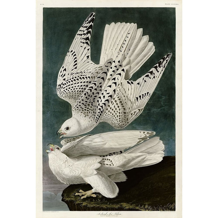 Iceland Falcon Poster Print by John James Audubon Image 2