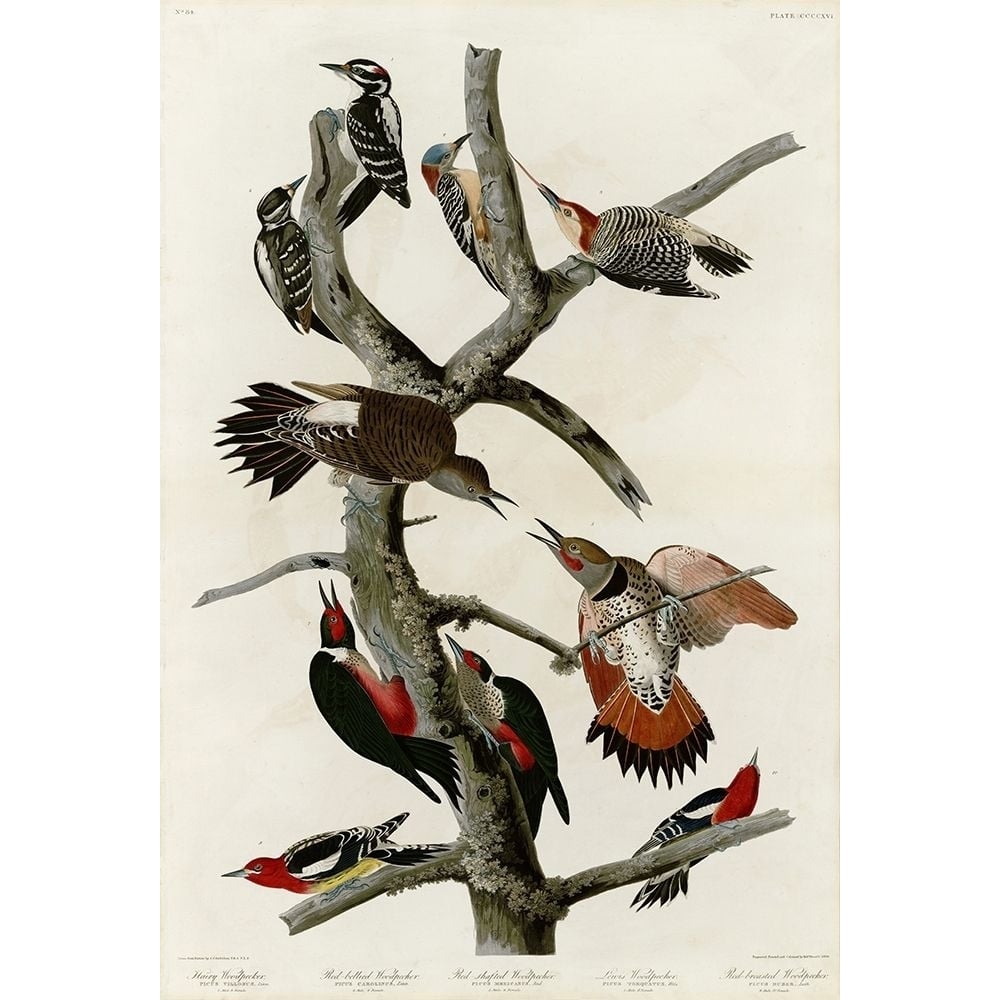 Woodpeckers Poster Print by John James Audubon Image 1