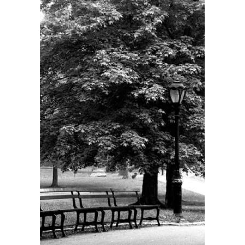 Central Park Benches Poster Print by Jace Grey Image 1