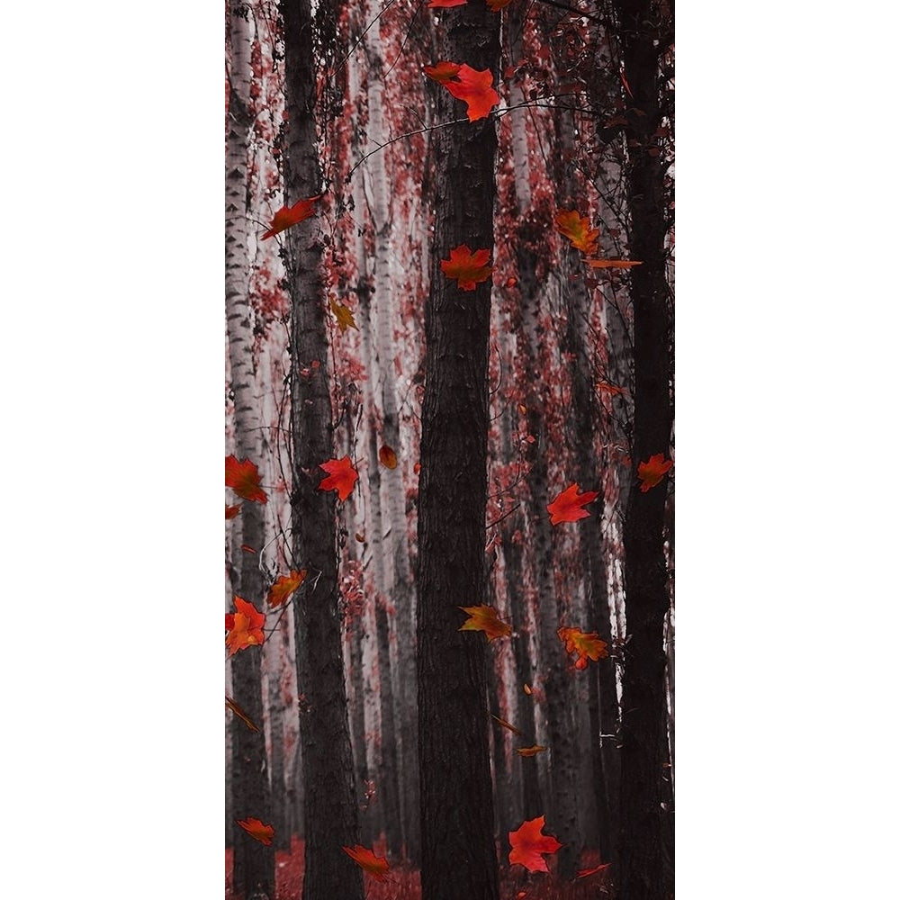 Red Wood Poster Print by Jamie Phillip JPT35A Image 1