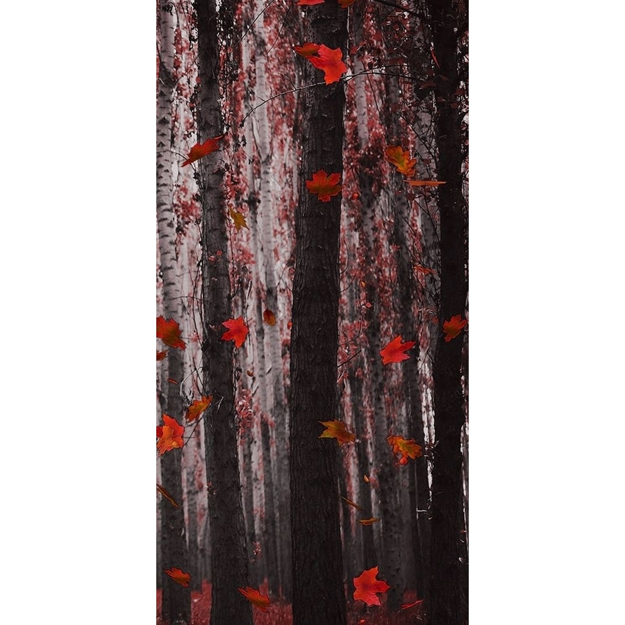 Red Wood Poster Print by Jamie Phillip   JPT35A Image 1