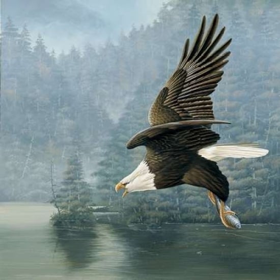 Flying eagle Poster Print by Jan Weenink Image 1