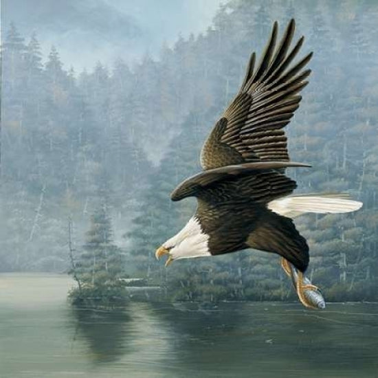 Flying eagle Poster Print by Jan Weenink Image 2