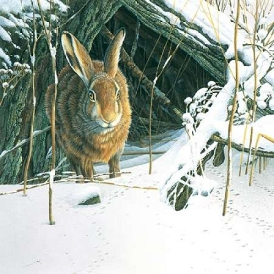 Rabbit Poster Print by Jan Weenink Image 2