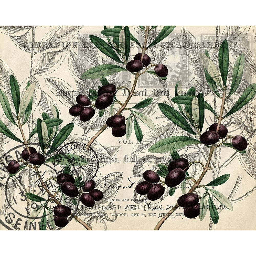 Olive Branch 1 Poster Print by Allen Kimberly Image 1