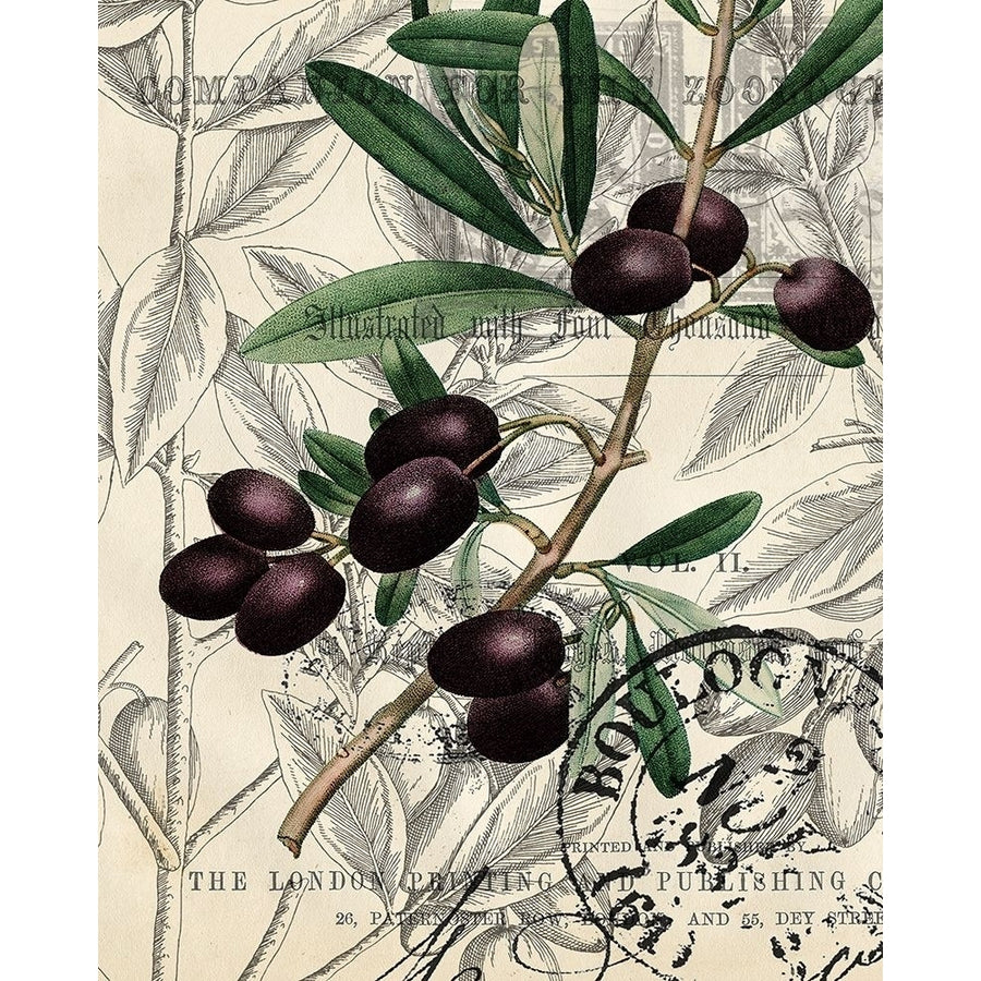 Olive Love 1 Poster Print by Allen Kimberly Image 1