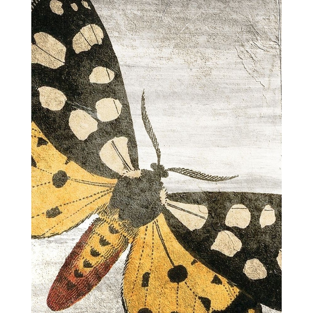 Vintage Butterfly 1 Poster Print by Allen Kimberly Image 1