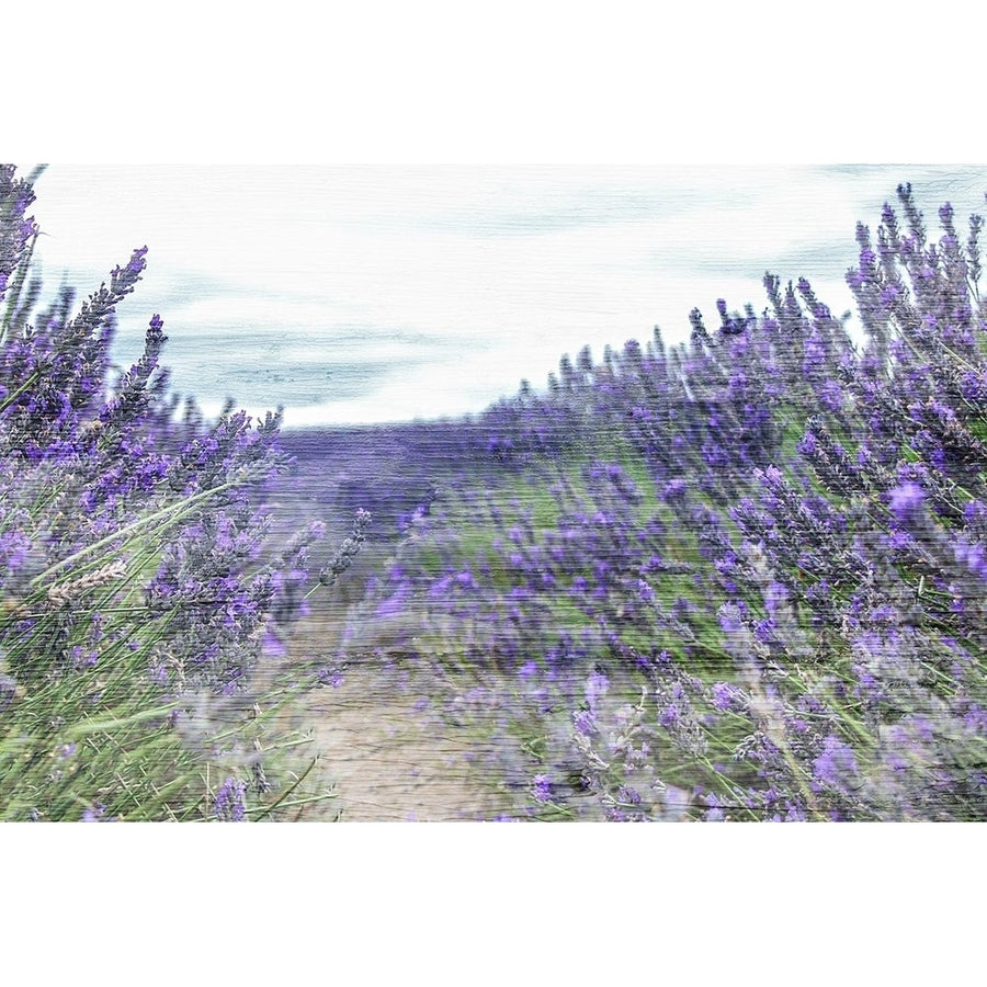 Lavender Field Poster Print by Kimberly Allen KARC1801A Image 1