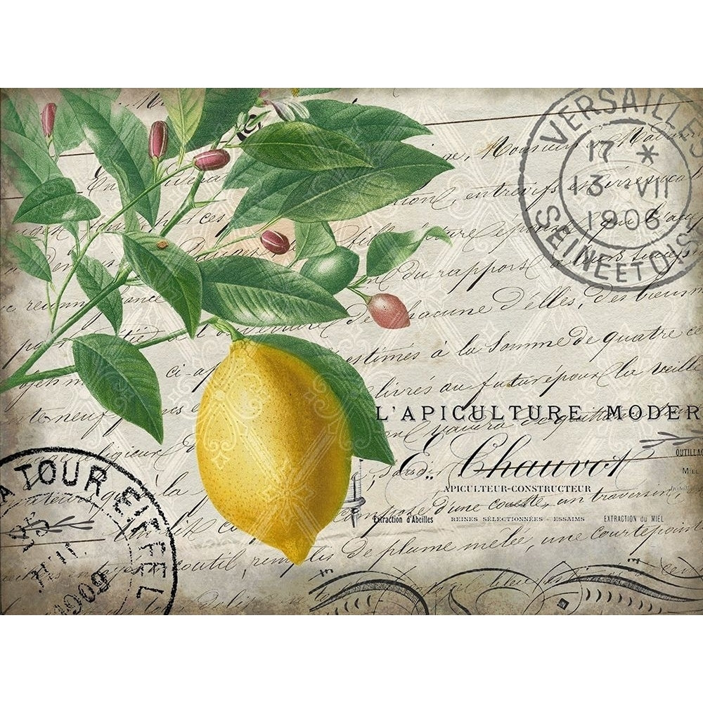 Vintage Lemon Poster Print by Allen Kimberly Image 1