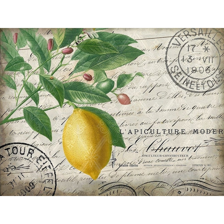 Vintage Lemon Poster Print by Allen Kimberly Image 2