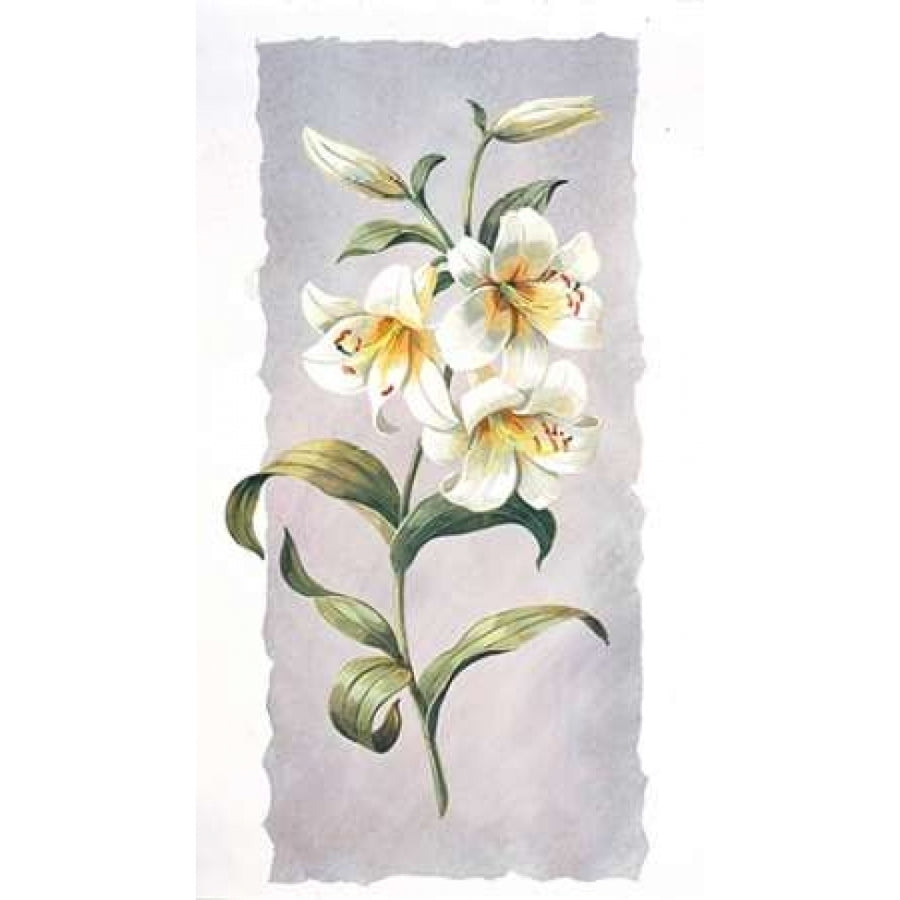 White lily Poster Print by Krysztov Kumorek Image 1