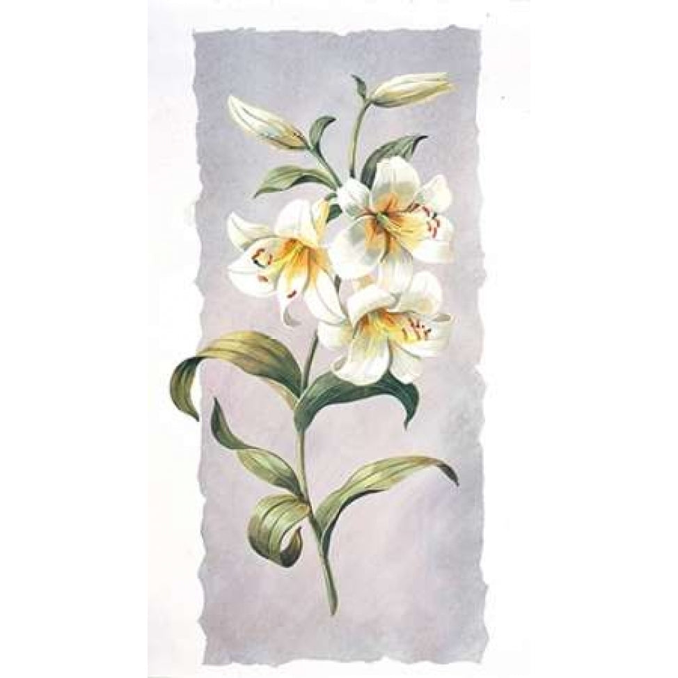 White lily Poster Print by Krysztov Kumorek Image 2