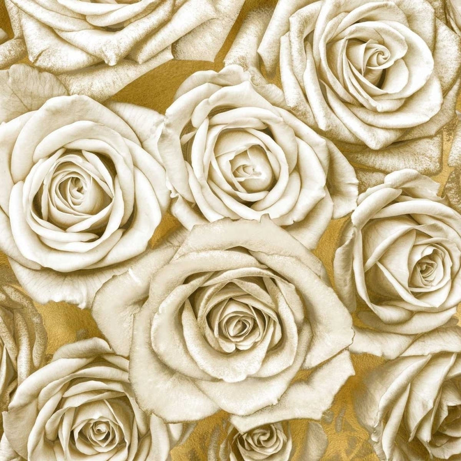 Ivory Roses on Gold Poster Print by Kate Bennett KTB113447 Image 1