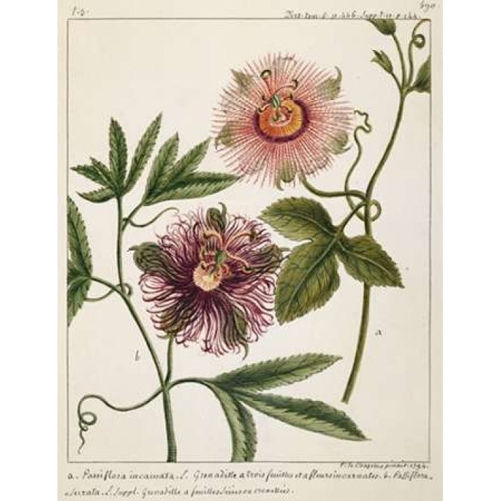 Passiflora Incarnata Poster Print by Laurent Chazelles Image 1