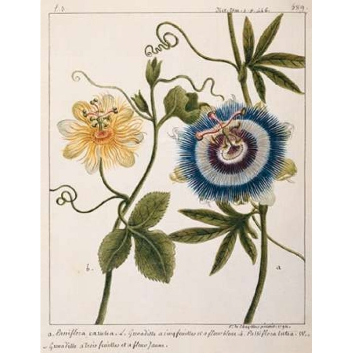 Passiflora Caerulea Poster Print by Laurent Chazelles Image 1