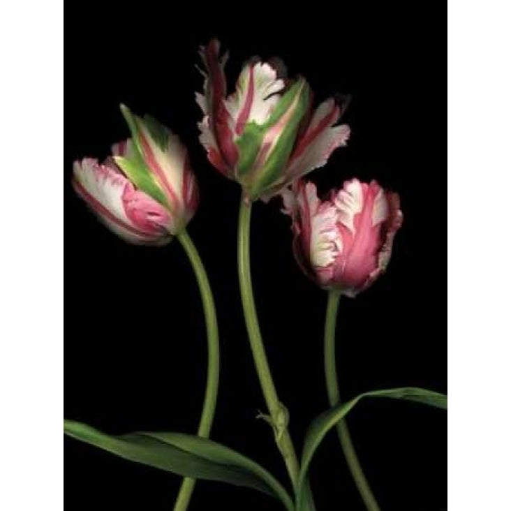 Parrot Tulips II Poster Print by Andrew Levine Image 1