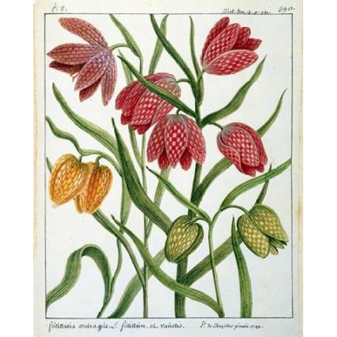 Fritillaria Meleagris Poster Print by Laurent De Chazelles Image 2