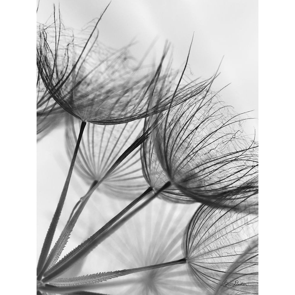 Goatsbeard II Poster Print by Lori Deiter Image 1