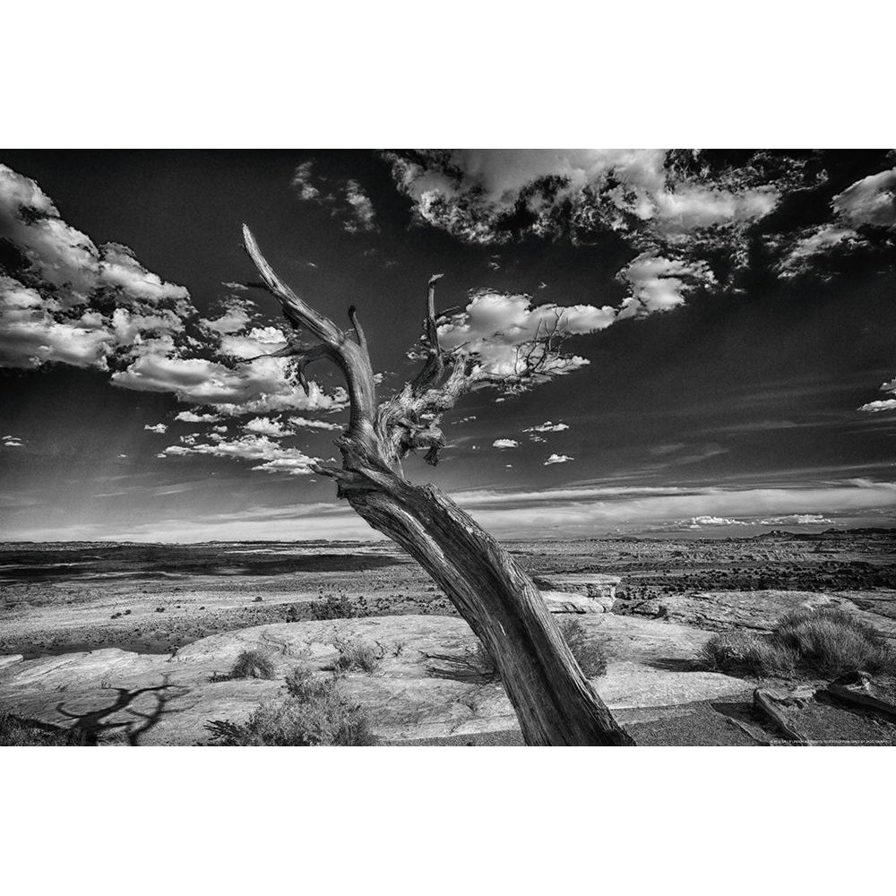 Desert Tree Poster Print by Sally Linden Image 1