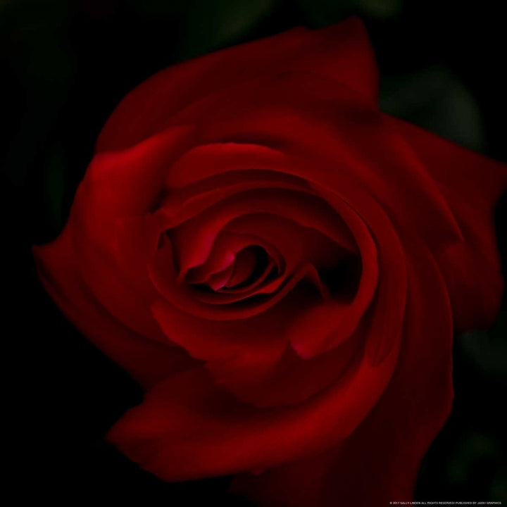 Red Rose Poster Print by Sally Linden Image 2