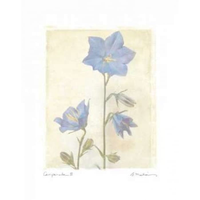 Campanula II Poster Print by Amy Melious Image 2