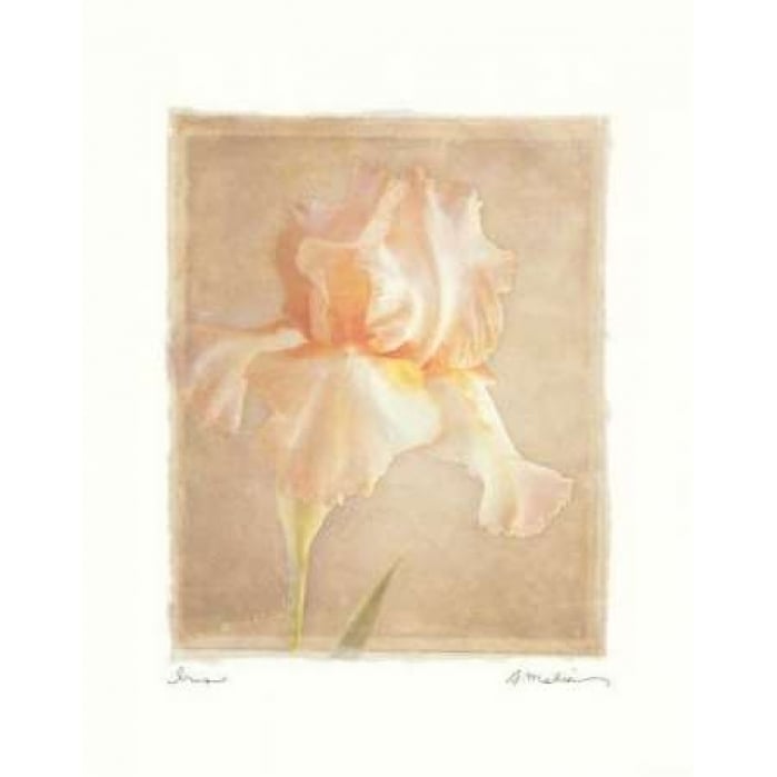 Iris Poster Print by Amy Melious Image 2