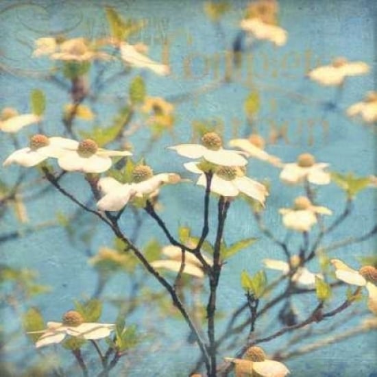 Dogwood I Poster Print by Amy Melious Image 1