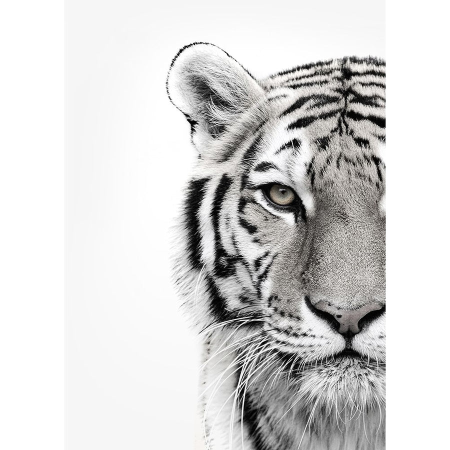 White Tiger Poster Print by Design Fabrikken Design Fabrikken Image 1