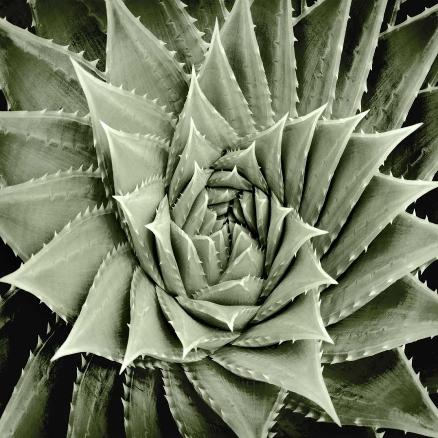 Green Succulent I Poster Print by Mia Jensen MJ114269 Image 1