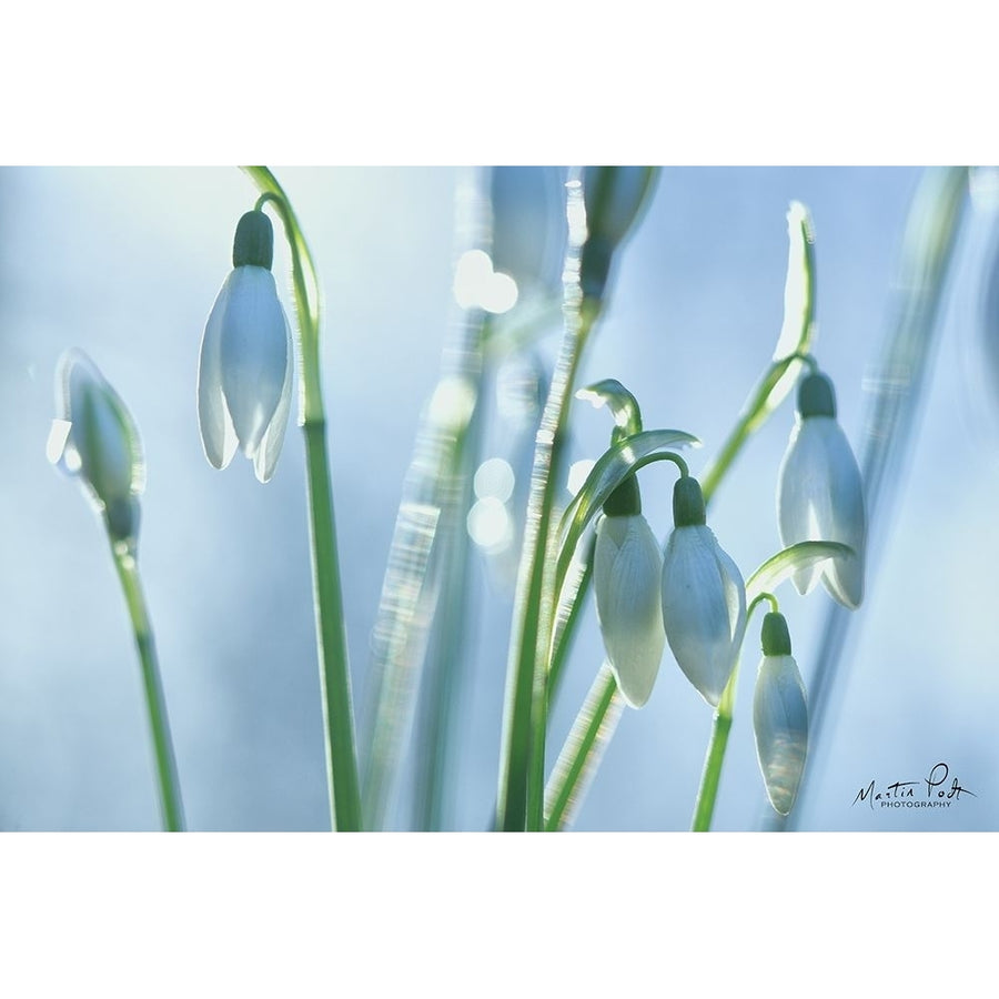 Couple of Snowdrops Poster Print by Martin Podt Image 1