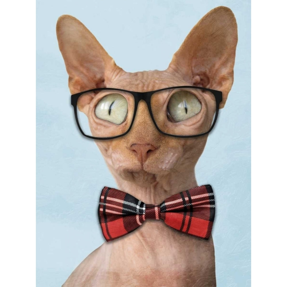 Sophisticated Sphynx Poster Print by Marcus Prime Image 2