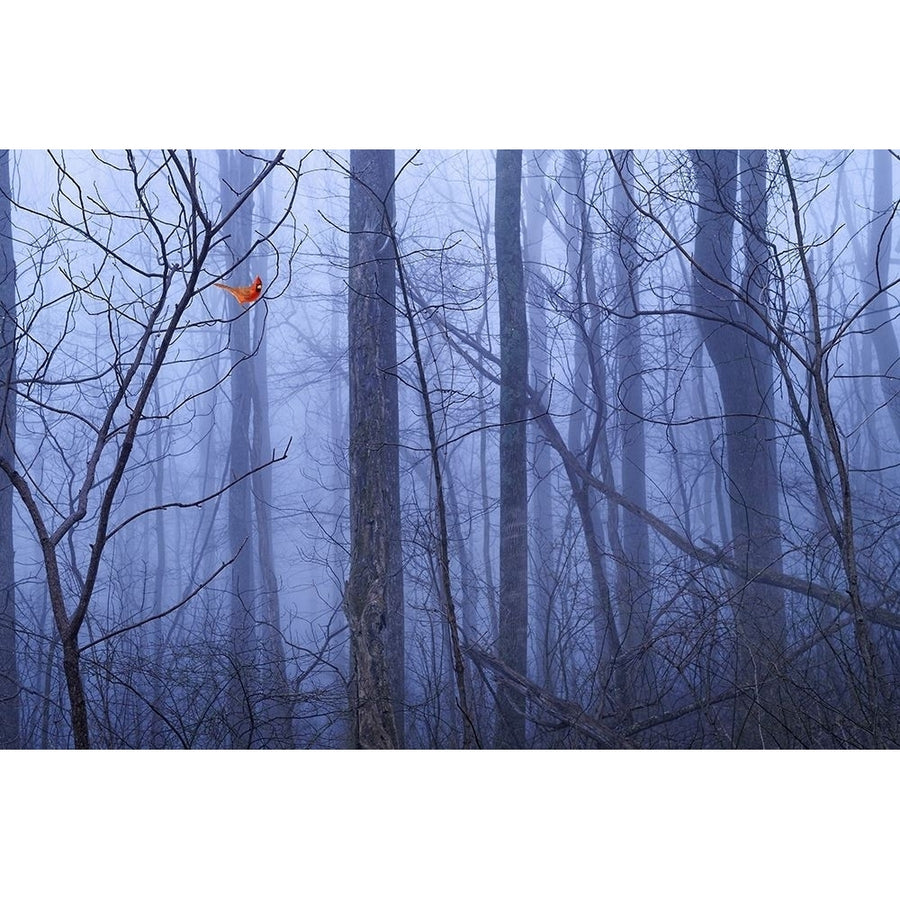 Red Cardinal in a Blue Forest Poster Print by Dale ODell Image 1