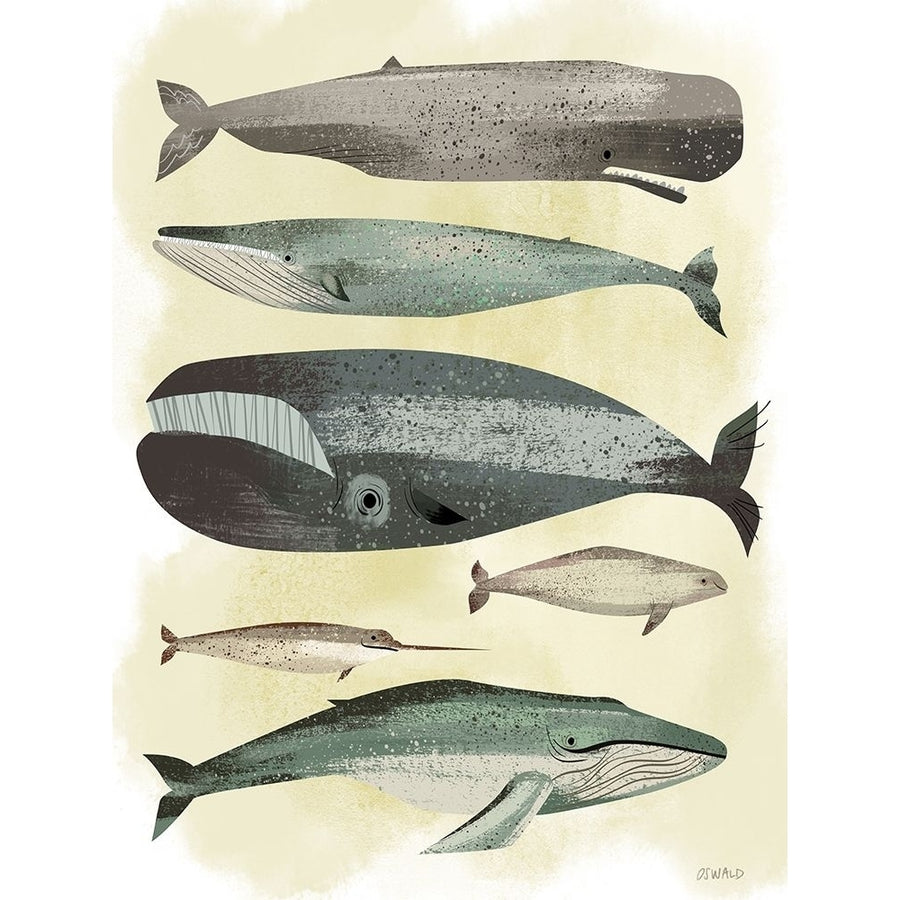 Whales Poster Print by Pete Oswald Image 1