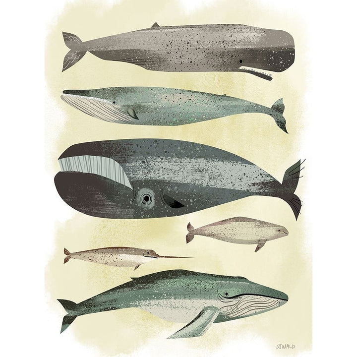 Whales Poster Print by Pete Oswald Image 2