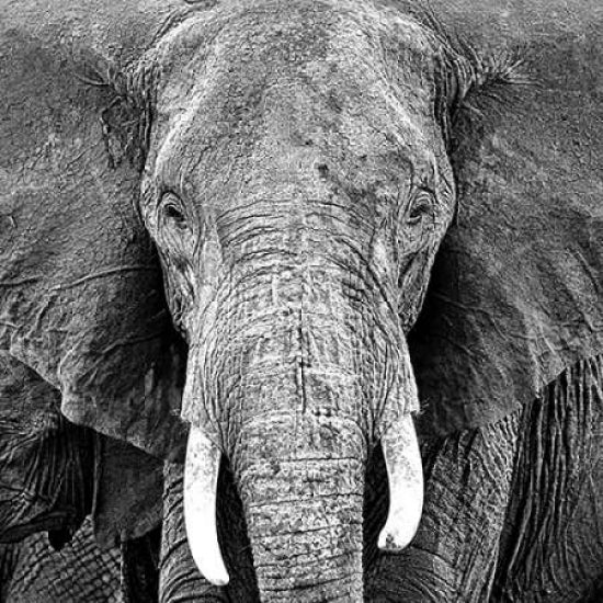 Elephant Poster Print by PhotoINC Studio Image 1