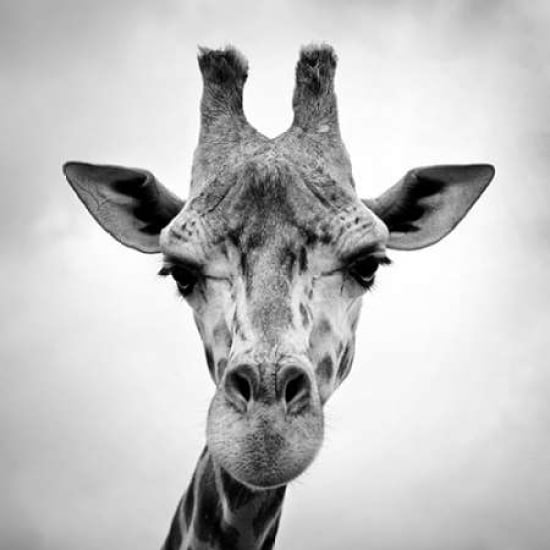 Giraffe Poster Print by PhotoINC Studio Image 1