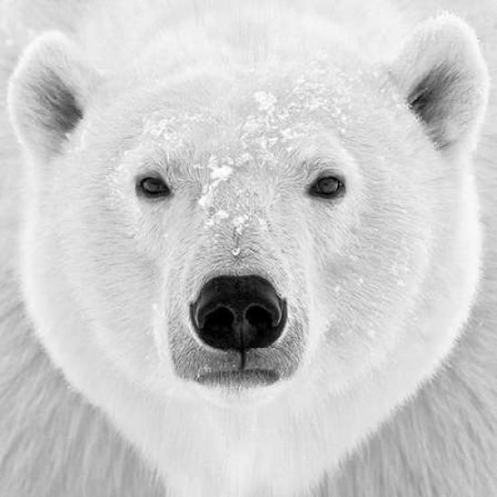 Polar Bear Poster Print by PhotoINC Studio Image 1