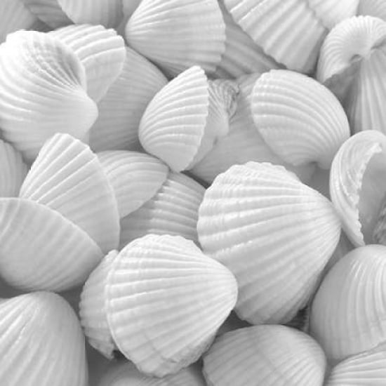 Shells 3 Poster Print by PhotoINC Studio Image 1