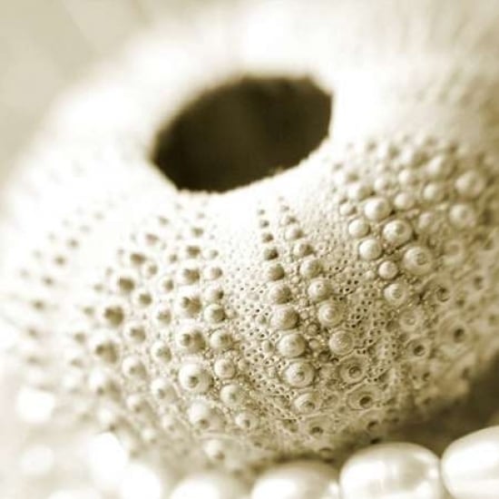 Shells and Pearls 2 Poster Print by PhotoINC Studio Image 1