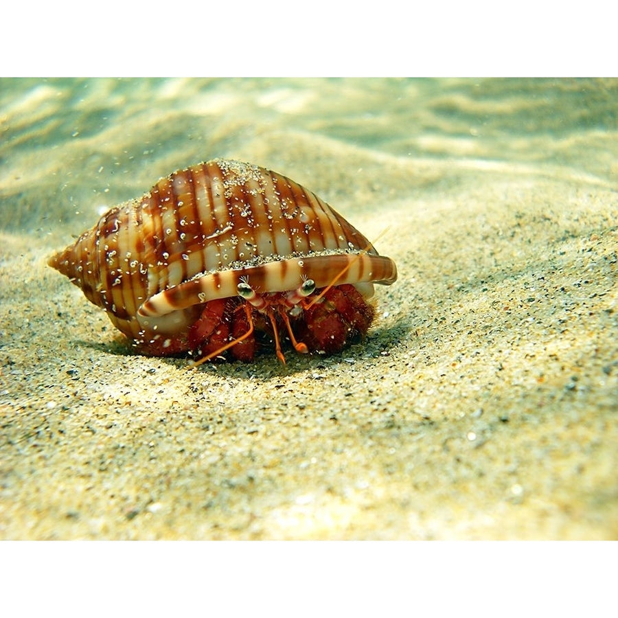 Hermit-crab-under-water-sea-photo Poster Print by Enzo Pace Image 1