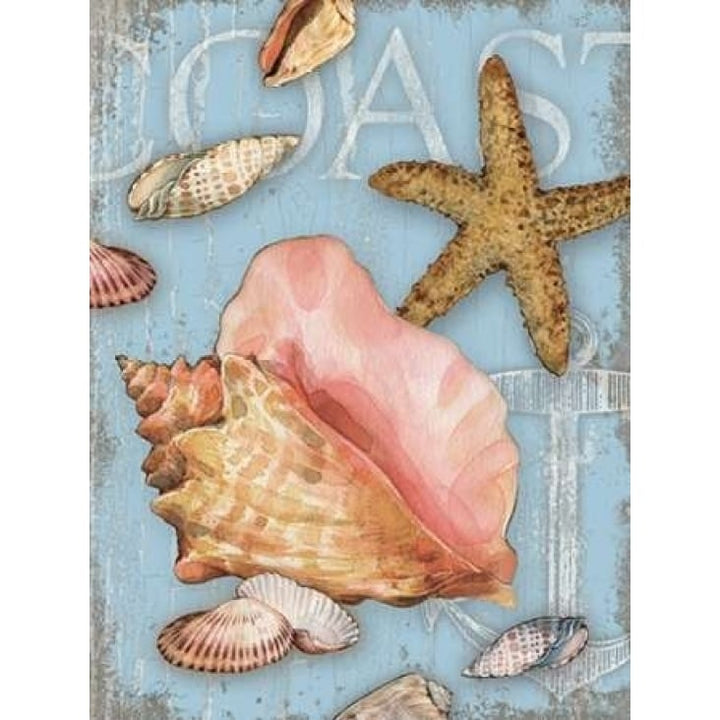 Beach Shells Coast Poster Print by Julie Paton Image 1