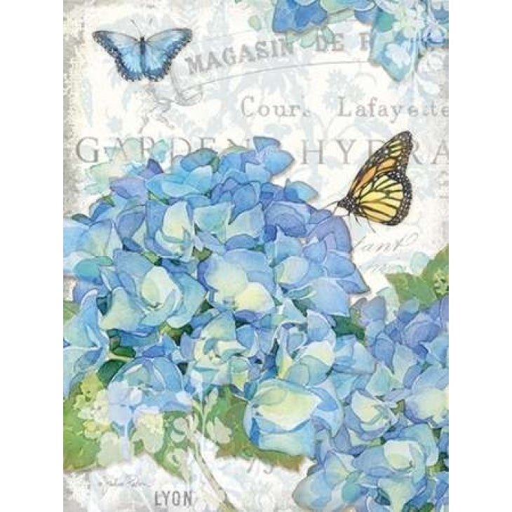 Garden Hydrangea I Poster Print by Julie Paton Image 1