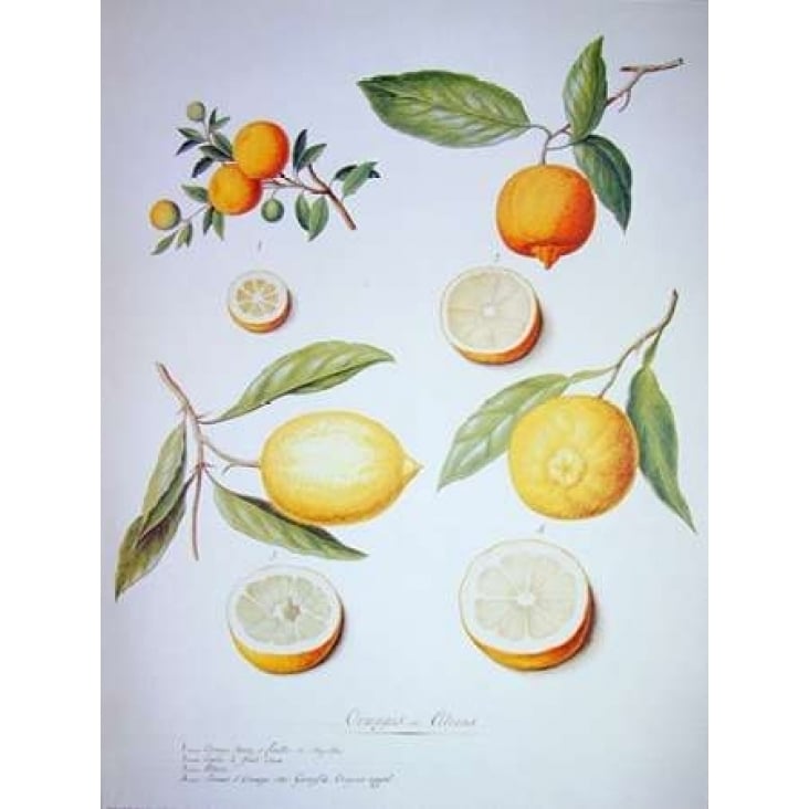 Citrons Oranges and Lemons Poster Print by Pierre Ledoulx Image 2