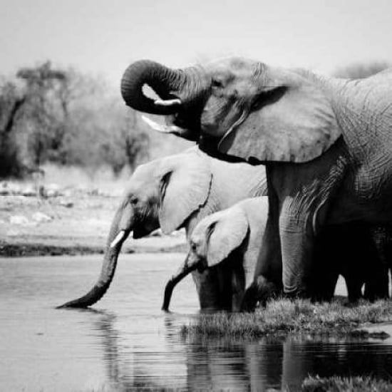 Namibia Elephants Poster Print by Nina Papiorek Image 1