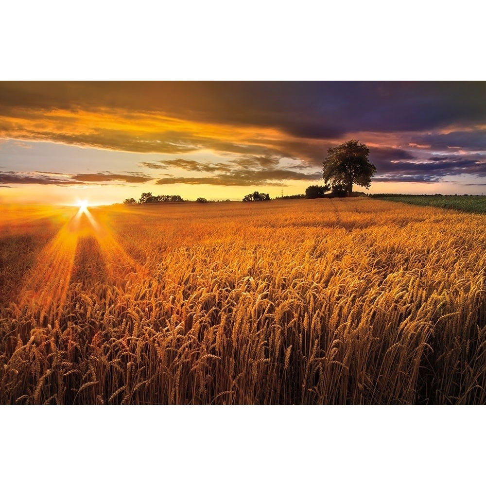 Sunlight On the Wheat Fields Poster Print by Celebrate Life Gallery Celebrate Life Gallery Image 1