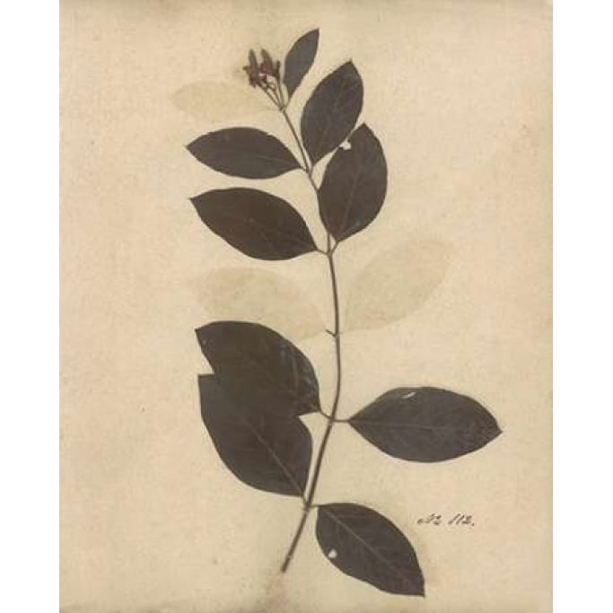 Pressed Botanical I Poster Print by Kimberly Poloson Image 1