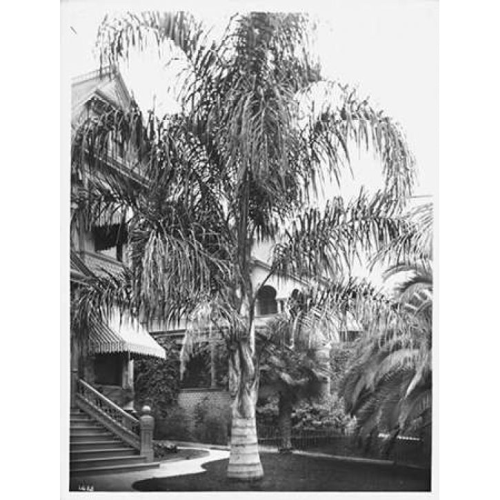 Palm Cocos Plumosos L.A. c 1910 Poster Print by Anonymous Image 1