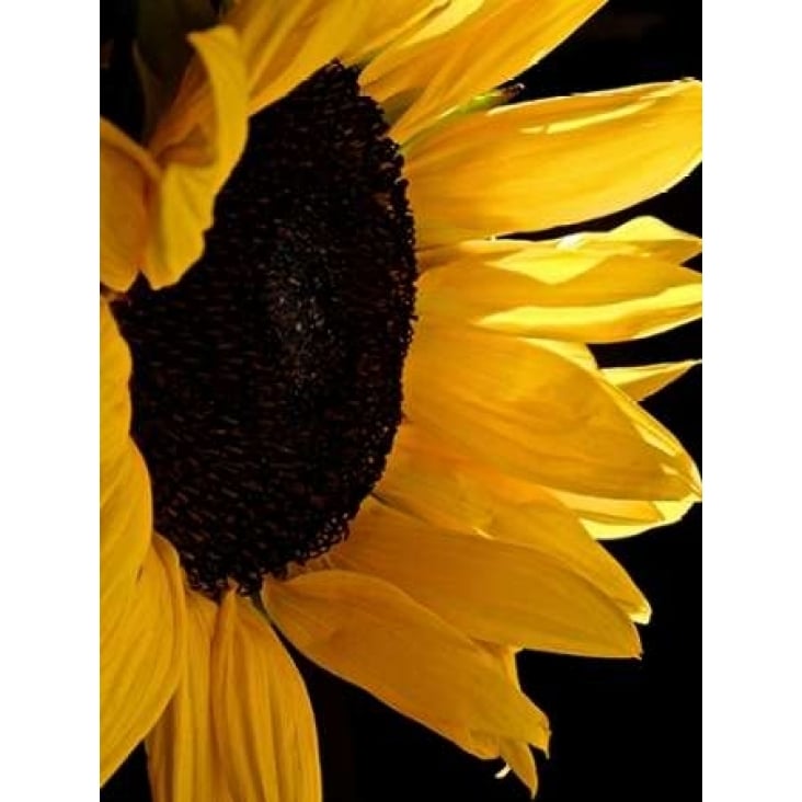 Sunlit Sunflowers II Poster Print by Monika Burkhart Image 2