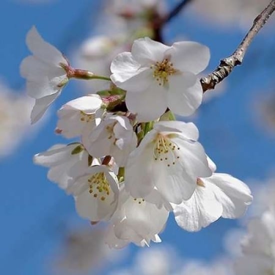 Apple Blossoms II Poster Print by Monika Burkhart Image 1