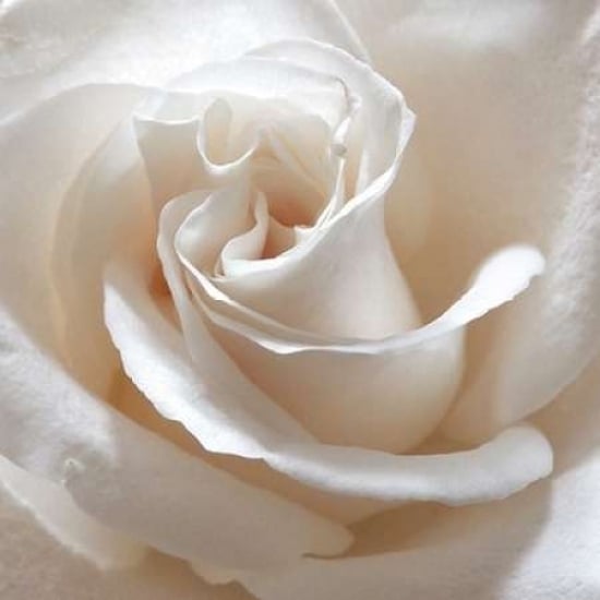 White Rose II Poster Print by Monika Burkhart Image 1